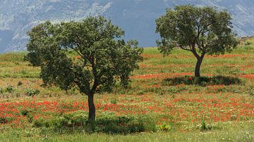 Deux arbres dans un champ de coquelicots sur Daan Kloeg