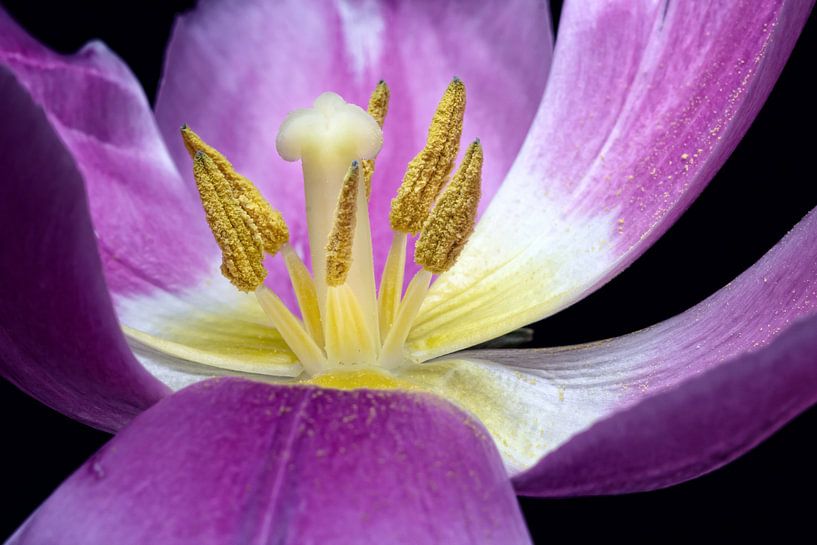 La vie est courte... (fleur, tulipe) par Bob Daalder