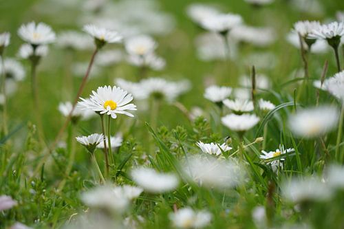 Madeliefjes in groen grasveld