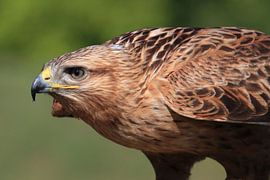 Buse pygmée (Buteo rufinus) sur Ronald Pol