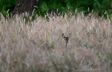 roe deer in wheat field