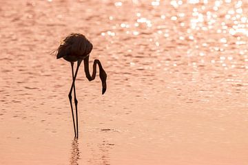 Silhouette d'un flamant rose sur Bas Ronteltap