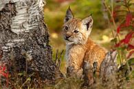 Junger Luchs von Menno Schaefer Miniaturansicht