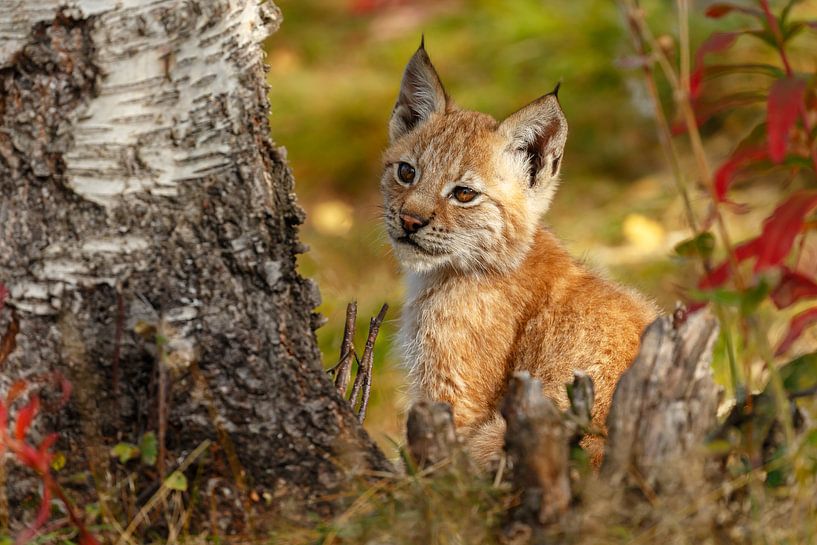 Jonge Lynx van Menno Schaefer
