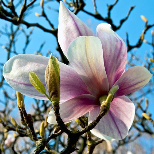 Prachtige bloesem van de magnoliaboom