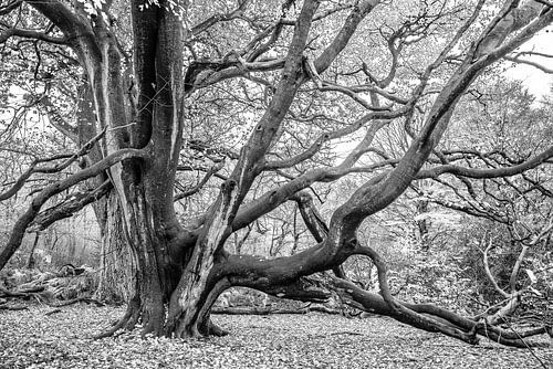 In het rijk van de boomreuzen