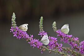 Trois beaux blancs de choux sur Daphne van der straaten