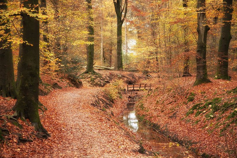 brook by hanny bosveld