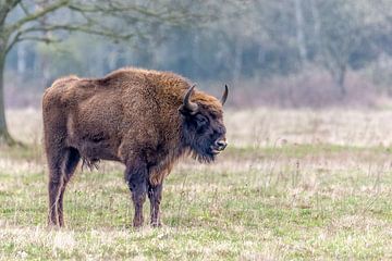 Bison in its natural environment. by Jean Weijnen