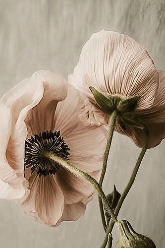 Poppy in Close-up ii