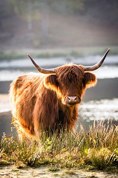 Portret van een Schotse hooglander #2 van Evelien Oerlemans