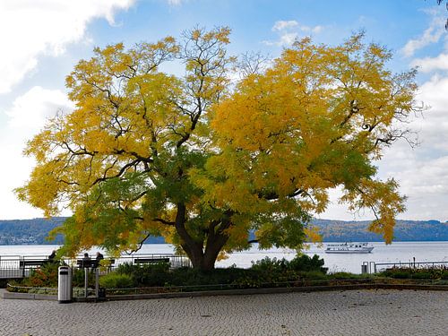 Le lac de Constance en automne 8.0 ART Panorama