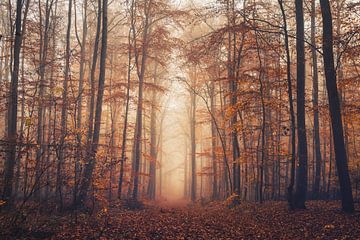 Herbstlicher Wald - Laub bedeckter Weg im Buchenwald von Catrin Grabowski