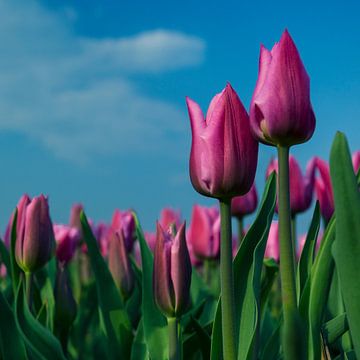 Pink Tulips by Marcel Ohlenforst