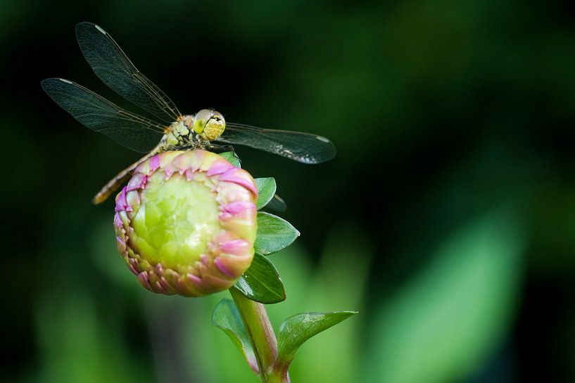 Brick red Heidelibel on flower by Jeroen Stel