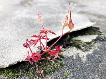 Nieuw begin - bloem groeit door beton van Sara-Lena Möllenkamp