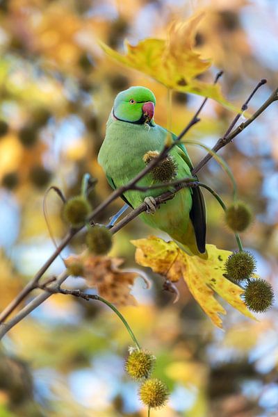 Rose-ringed parakeet by Edwin Butter
