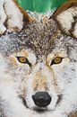 Wolf van Renée Prevoo thumbnail