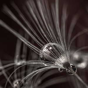 Quadratisch mit einer silbernen Pusteblume