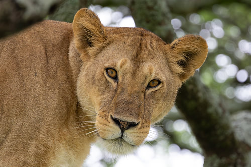 Eye contact with Leeuwin