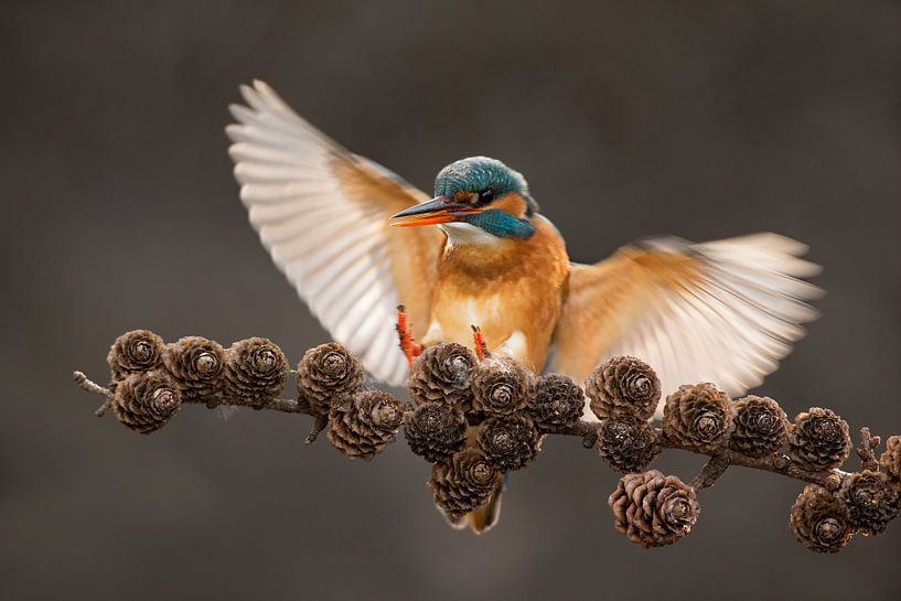 Kingfisher flying on spruce branch by Jeroen Stel