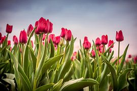 Tulips in the field by Michel Leertouwer