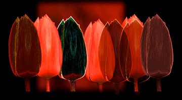 Tulpen in rood-zwart