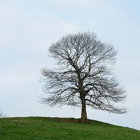 Tree without leaves von Berend