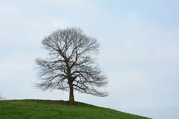 Tree without leaves von Berend