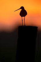 Grutto op paal in tegenlicht tijdens zonsondergang
