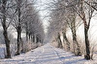Le pays des merveilles de l'hiver