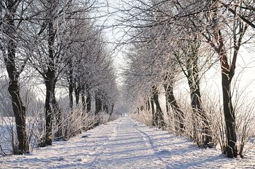 Winter wonderland van Henk de Boer
