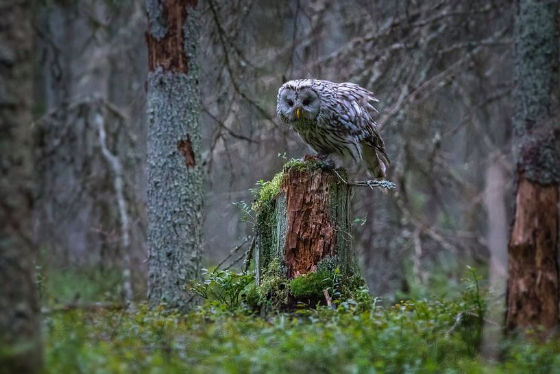 Majestic Owl by Hello Pompoyo