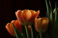 Roses dans la lumière du matin