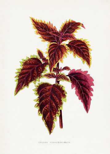 Illustration eines rosa Coleus-Blattes