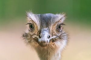 Kopportret van een grote emoe (Dromaius novaehollandiae)