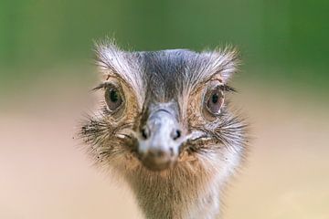 Head portrait of a large emu (Dromaius novaehollandiae) by Mario Plechaty Photography