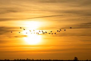 Durch der Sonne! von Ton Drijfhamer