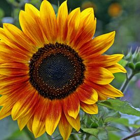 Sonnenblume von Kirsten L.