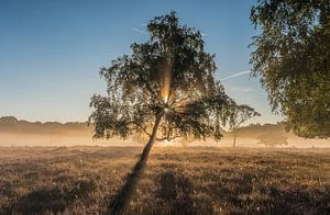 Lever de soleil sur le Westerheide sur Jeroen de Jongh