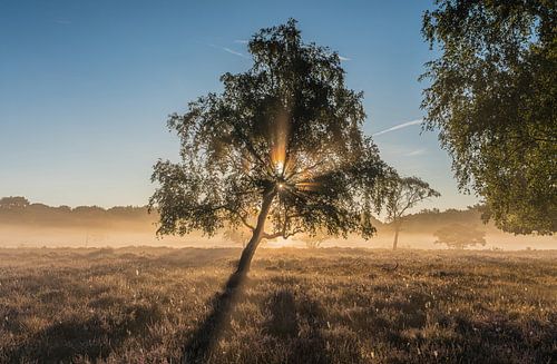 Zonsopkomst op de Westerheide