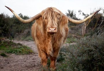 Highland cattle by Fotografie Egmond