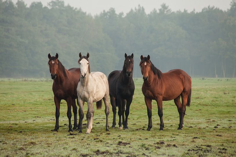 Nieuwsgierige paarden (II) sur Anneke Hooijer