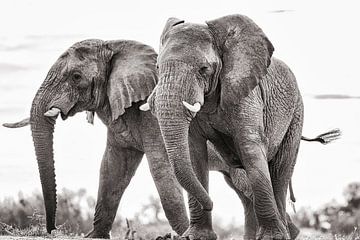 Twee ondeugende olifanten