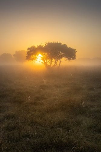Morning glow by a lone tree - Boerenveensche Plassen