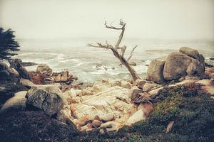 Ghost Tree sur Pascal Deckarm