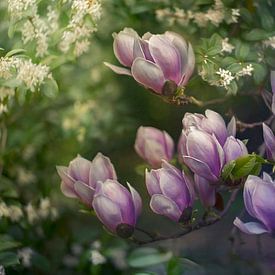 Nahaufnahme von Magnolien, malerisch, pastellfarben, fliederfarben, rosa und weiß von Joriali Fotografie und Gemälde