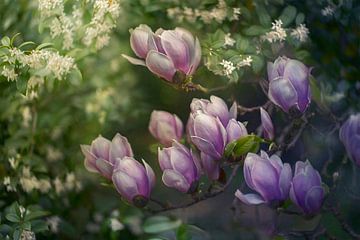 Nahaufnahme von Magnolien, malerisch, pastellfarben, fliederfarben, rosa und weiß von Joriali Fotografie und Gemälde