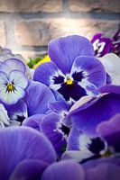 Winterviool op zijn mooist