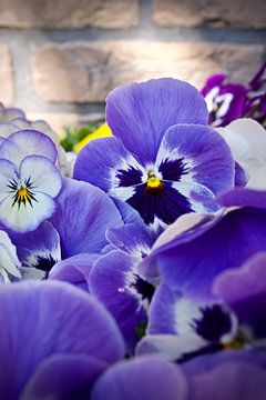 Winterviool op zijn mooist